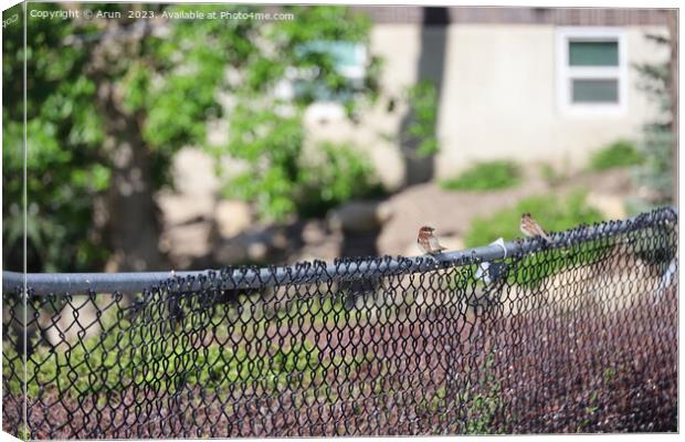 Birds on a fence in Salt Lake city Utah Canvas Print by Arun 