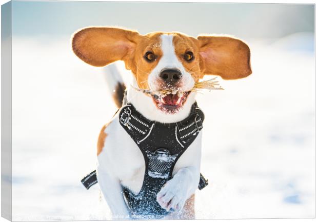 Tricolor beagle dog having fun in deep snow in win Canvas Print by Przemek Iciak
