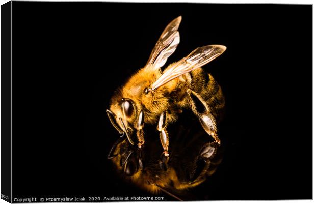 Honey bee detailed macro shoot  Canvas Print by Przemek Iciak