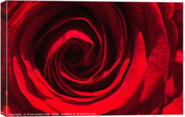 Red rose closeup in sun light Canvas Print by Przemek Iciak