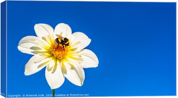 Bumble bee covered with yellow pollen collecting n Canvas Print by Przemek Iciak