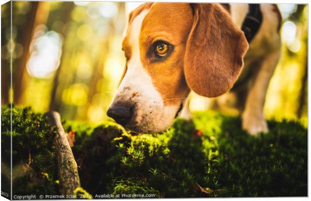 The beagle dog in sunny autumn forest Canvas Print by Przemek Iciak
