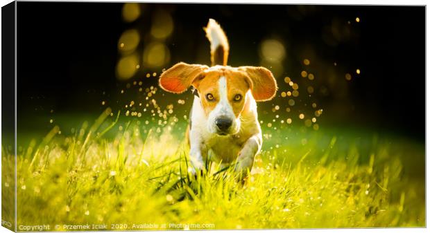 Beagle running fast through wet grass Canvas Print by Przemek Iciak