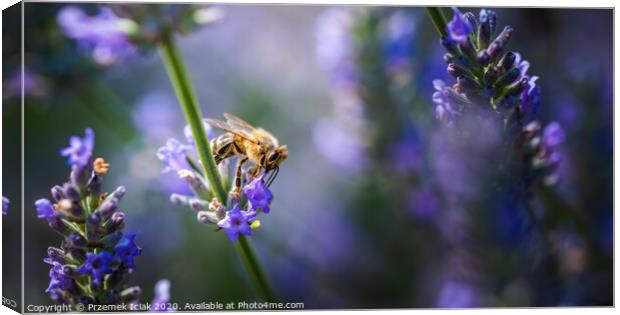 Close-up photo of a Honey Bee gathering nectar and spreading pollen on violet flovers of lavender. Canvas Print by Przemek Iciak