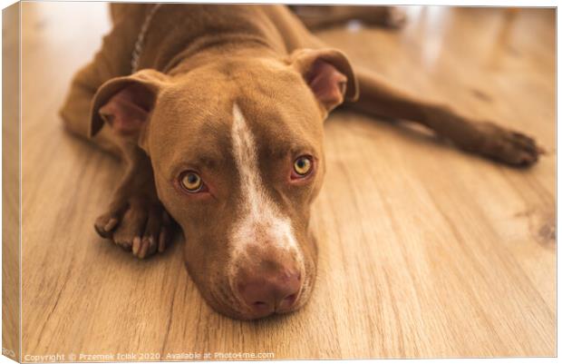 Dog lying on wooden floor indoors, brown amstaff terrier resting, big sad eyes looking at camera Canvas Print by Przemek Iciak