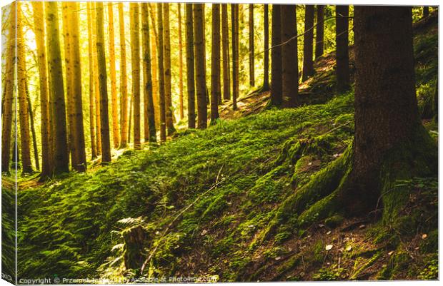 Beautiful green forest with sun rays coming through. Canvas Print by Przemek Iciak