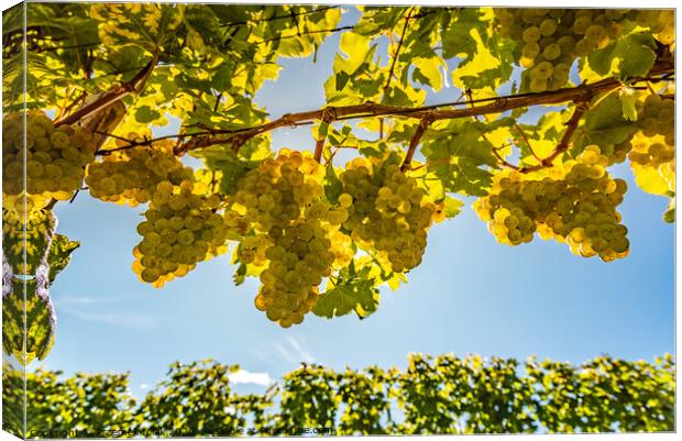 White grapes growing on vine in bright sunshine light. Canvas Print by Przemek Iciak