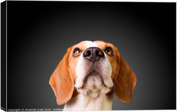 Beautiful beagle dog isolated on black background. Studio shoot. looking up, headshoot portrait Canvas Print by Przemek Iciak