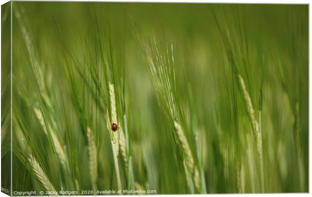 Ladybird in a cornfield Canvas Print by Jacky rodgers