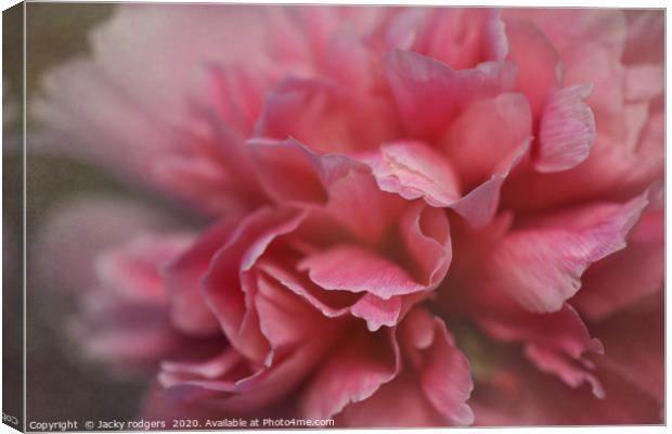 Pink peony flower close up Canvas Print by Jacky rodgers