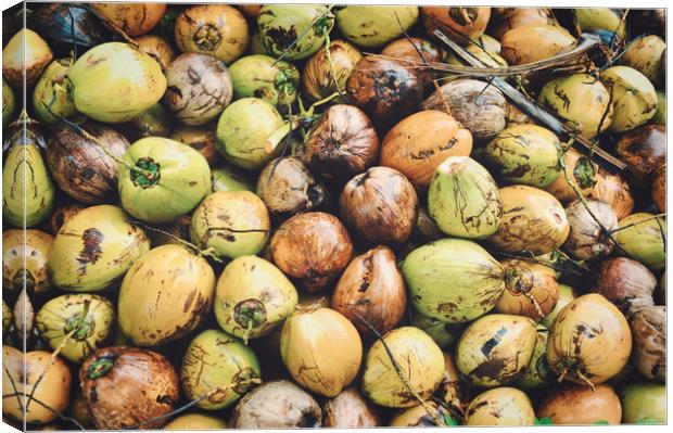 coconuts displayed at the market Canvas Print by federico stevanin