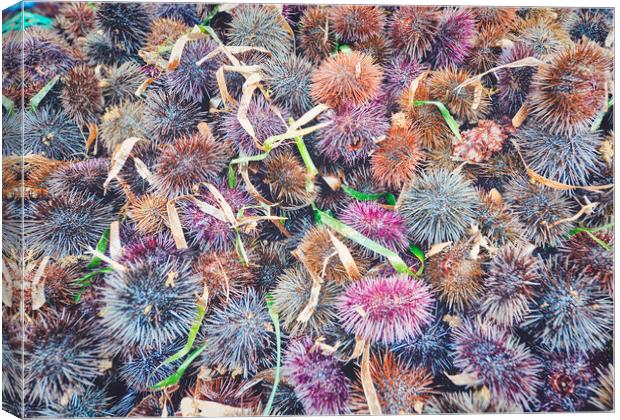 top view of many sea urchins Canvas Print by federico stevanin