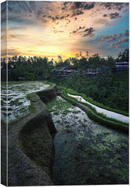 Tegallalang rice teracces In Bali, Indonesia Canvas Print by federico stevanin
