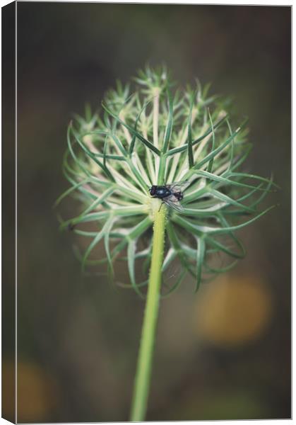 fly on stem of a green Queen Anne's Lace flower Canvas Print by federico stevanin