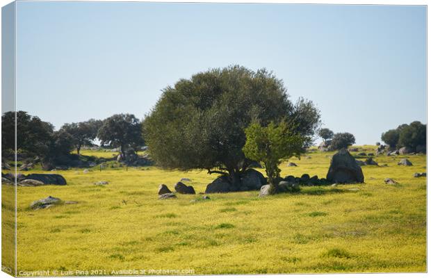 Alentejo landscape with olive tree and yellow flowers in Portugal Canvas Print by Luis Pina