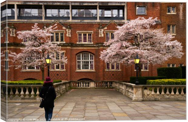 Woman walking in Cherry blossom trees with red beautiful buildings in London, England Canvas Print by Luis Pina