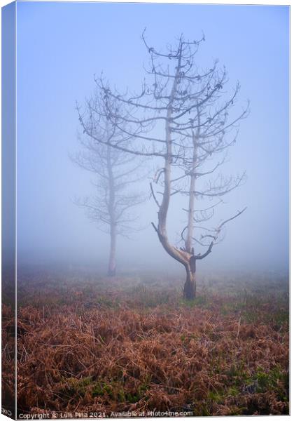 Trees in the fog in Lousa mountain, Portugal Canvas Print by Luis Pina