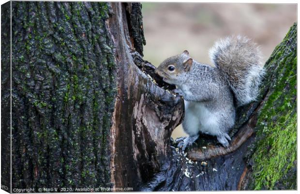 Grey squirrel on tree finding food Canvas Print by Miro V