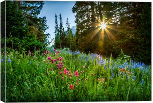 Mountain Wild Flowers at Sunset Canvas Print by BRADLEY MORRIS
