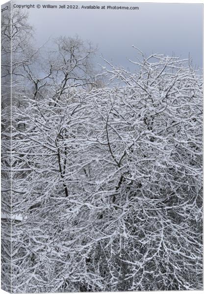 Snow Covered Winter Apple Tree Canvas Print by William Jell