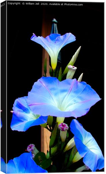 Filtered closeup of Morning Glory Flowers Canvas Print by William Jell