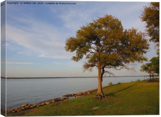Tree on the bank of Lake Texoma Red River Valley  Canvas Print by William Jell