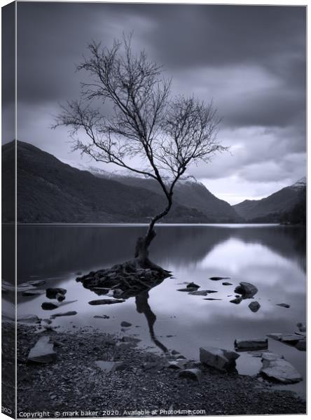 The Lonely Tree Canvas Print by mark baker