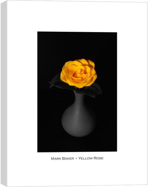 Yellow Rose. Canvas Print by mark baker