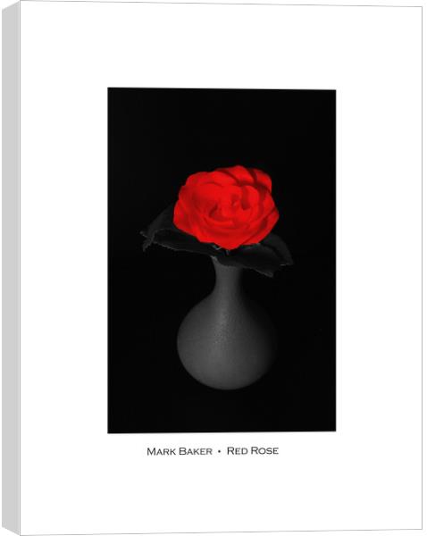 Red Rose. Canvas Print by mark baker