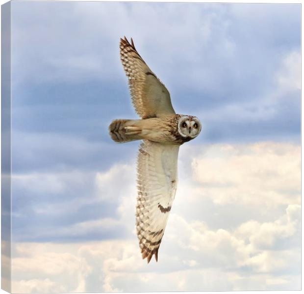 Short Eared Owl Hunting at Sunset Canvas Print by Virginia Saunders