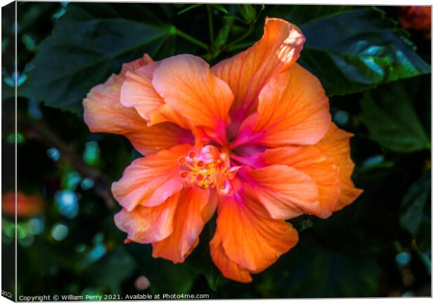 Double Orange Tropical Hibiscus Flower Florida Canvas Print by William Perry