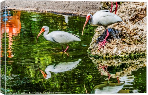 American White Ibises Looking For Fish Florida Canvas Print by William Perry