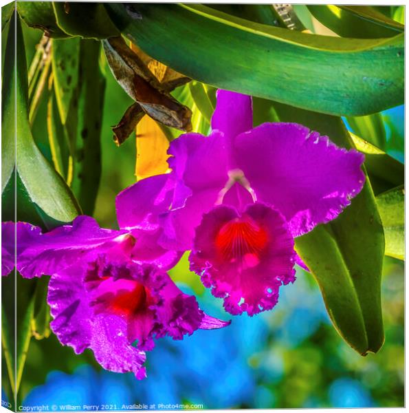 Purple Pink Cattleya Orchids Flowers Florida Canvas Print by William Perry
