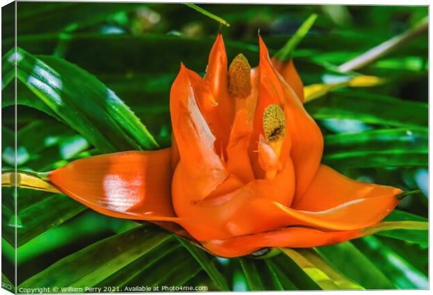 Colorful Orange Flowering Pandanus Flower Florida Canvas Print by William Perry