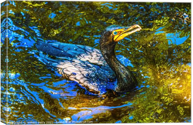 Double Crested Cormorant Swimming Florida Canvas Print by William Perry
