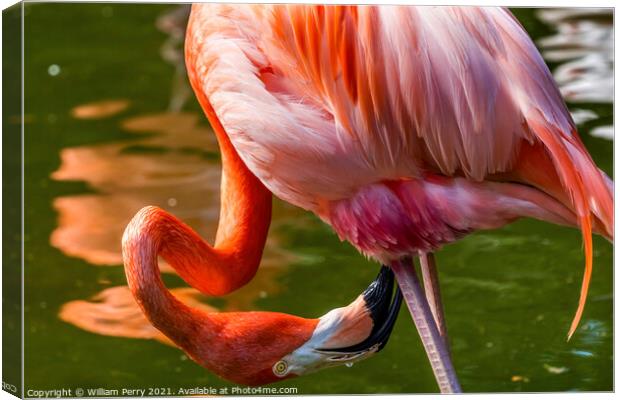 Colorful Orange Pink American Flamingo Reflections Florida Canvas Print by William Perry