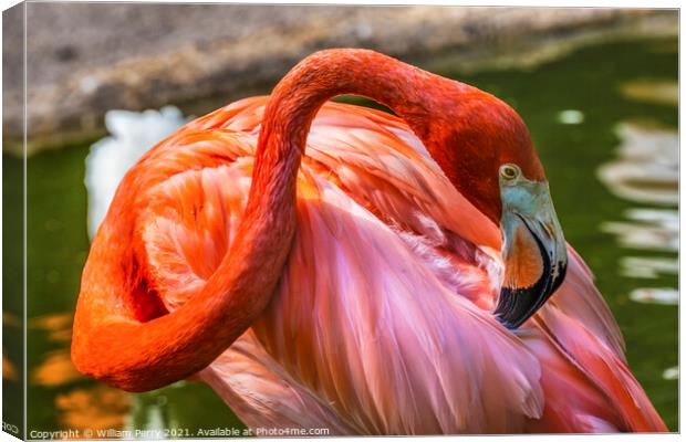 Colorful Orange Pink American Flamingo Reflections Florida Canvas Print by William Perry