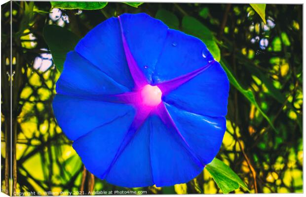Heavenly Blue Morning Glory Blossom Blooming Macro Washington Canvas Print by William Perry