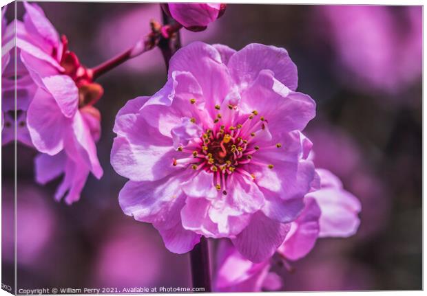 Pink Peach Blossom Blooming Macro Washington Canvas Print by William Perry