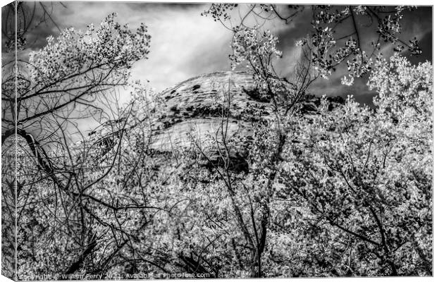 Black White Cottonwood Trees White Rock Mountain Canyonlands Nee Canvas Print by William Perry