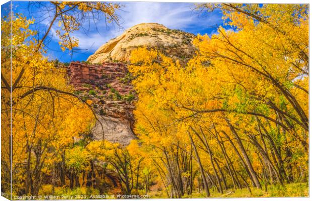 Yellow Cottonwood Trees White Rock Mountain Canyonlands Needles  Canvas Print by William Perry