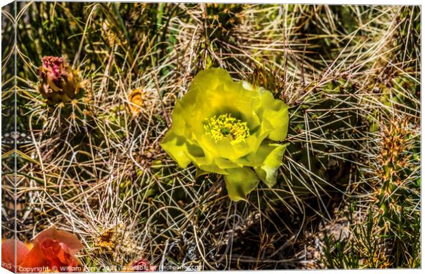 Yellow Pink Blossoms Plains Prickleypear Cactus Blooming Macro Canvas Print by William Perry