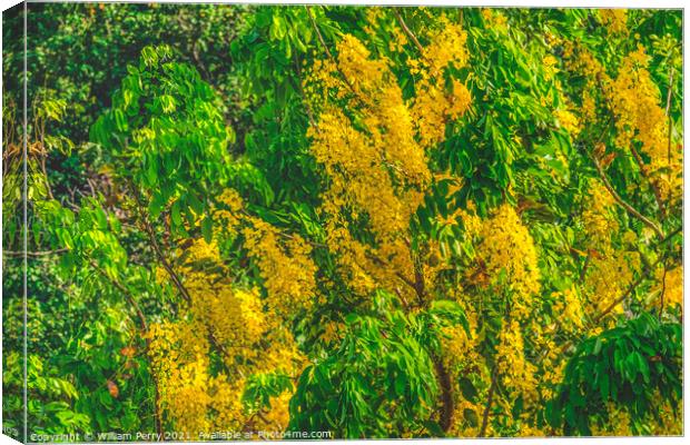 Golden Yellow Shower Tree Moorea Tahiti Canvas Print by William Perry