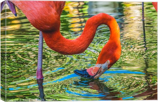 Colorful Orange Pink American Flamingo Reflection Florida Canvas Print by William Perry