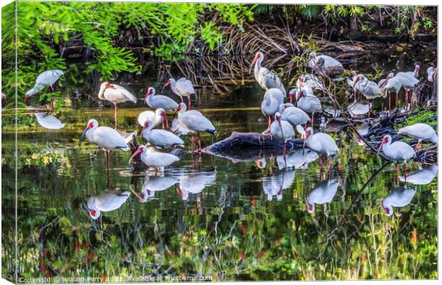 American White Ibis Looking For Fish Florida Canvas Print by William Perry