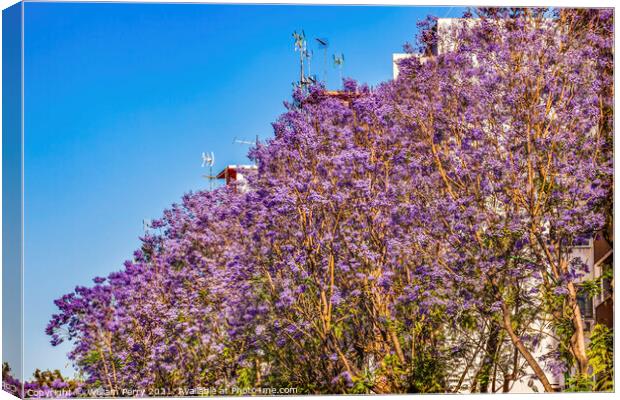 Colorful Jacaranda Flowers Along Road Seville Spain Canvas Print by William Perry