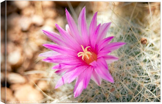 Pink Cactus Flower Sonoran Desert Phoenix Arizona Canvas Print by William Perry