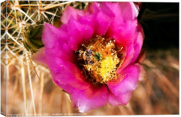 Pink Cactus Flower Bee phoenix arizona Canvas Print by William Perry