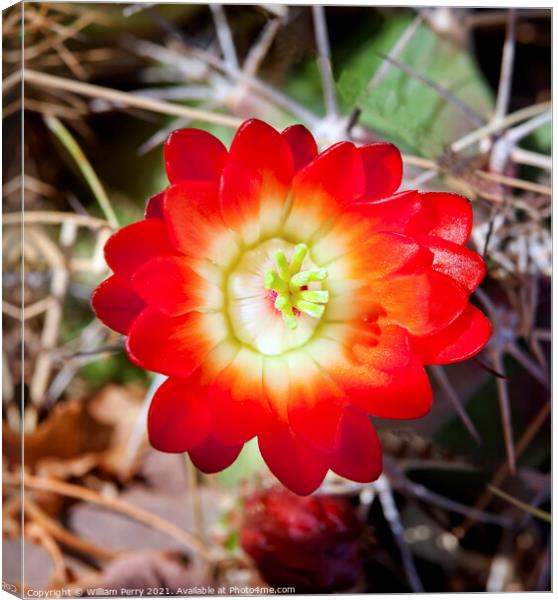 Red Cactus Flower Canvas Print by William Perry