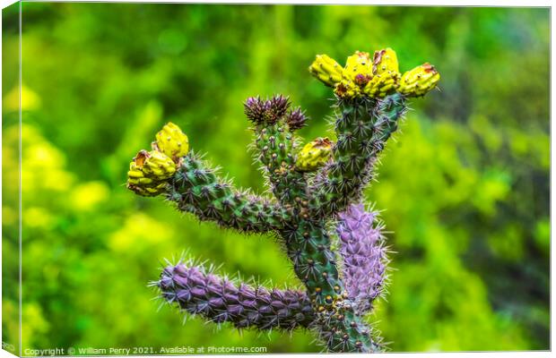 Yellow Blossoms Cane Cholla Cactus  Canvas Print by William Perry